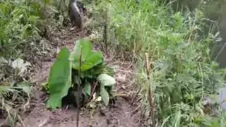 magic pheasant trap  by DANKUNG club