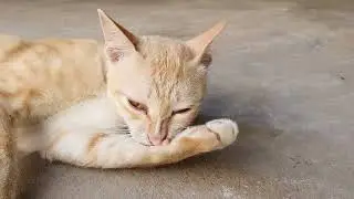 Cute Cat’s Morning Routine 🐾 | Peaceful Solo Cat Vibes