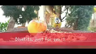 Bluetits , just for you  !