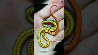 they can act like they are dead 😱: ring neck snake 🐍 #shorts #serpentshaven