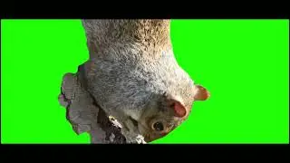 Squirrel | Green Screen HD | 4K |