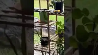 #WildEncountered  #NatureCaughtOnCamera  #AnimalEncounters  #WildlifeMoments  #youtubeshorts
