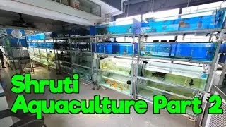 Huge Fish Stock at Shruti Aquaculture I Part 2