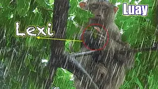 Million S@@dness..!! Luay hug baby Lexi will chestnuts During the rain...