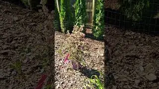 Finally, cool mornings. Sept. 3, 2024. #garden #gardenerscommunity #growinggardeners #avantgarden