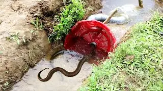 Unique Fish Trapping System using PVC Pipe ll Best  Eel new Trap Fishing