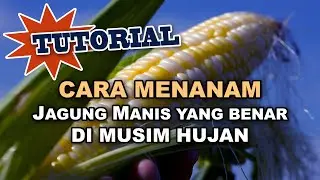 TUTORIAL Cara menanam jagung manis yang benar di Musim Hujan