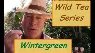 Wild Tea Series - Wintergreen