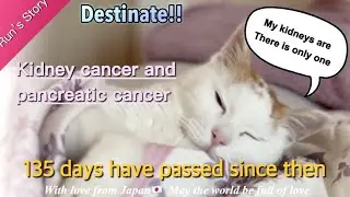 Living with one kidney, Run-chan's struggle with illness