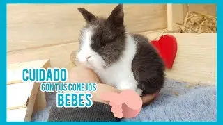 COMO EVITAR QUE MIS CONEJITOS BEBES SE MUERAN/ COMO CUIDAR A MIS CONEJITOS / CUIDADOS CONEJOS BBES