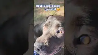 Dog has a big snoot 😁 #shortsfeed #viral #dog #funny #cute