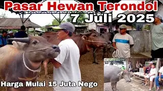 Update Terbaru Harga Kerbau Betina & Jantan Di Ps Hewan Terondol tgl 7 Juli 2025,Kota Serang Banten