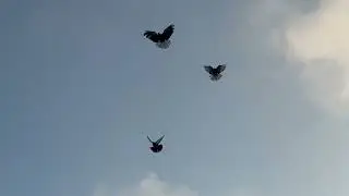Лучше поздно чем никогда 
