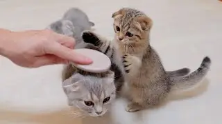Котенок думает, что на его мать напали, и отчаянно пытается ее защитить.