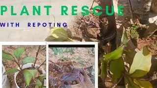 गमले टूट जाये तो पौधौ के  साथ क्या करे और केसे।। plant recovery with new pots