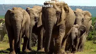 Uncovering the Dark Truth Behind Elephant Tusk and Ivory Trade