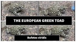 European Green Toad a Closer look at the Stunning (Bufo viridis )