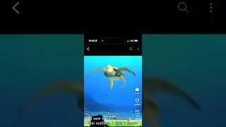 Funny turtle talk with crush