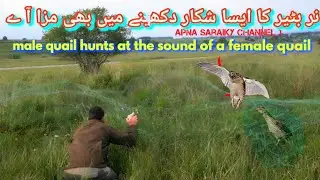 Batair Ka shikar 2024 / quail hanting #batair_ka_shikar #quail