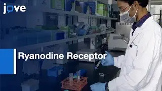 N-terminal Domain of Ryanodine Receptor Crystal Structure | Protocol Preview