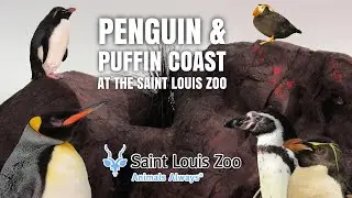 Penguin & Puffin Coast (2003) at the Saint Louis Zoo | Exhibit Tours Ep. 49