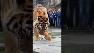 When Everyone Feared the Tiger... 🐅❤️🐱#TigerAndKitten #AnimalFriendship #UnexpectedMoment #ZooStory