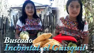Buscado G&uuml;isquil o Chayote y Inchintal En Tecp&agrave;n Guatemala