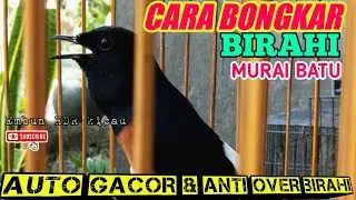 LENGKAP Dan Perhatikan❗Cara Mencari Birahi Murai Batu,Jamin Cepat Gacor