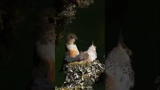 A devoted mother, this Rufous Hummingbird has done an incredible job raising her young.&nbsp;