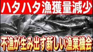 【秋田の海が直面する試練】ハタハタ不漁とその影響 日本財団 海と日本PROJECT in 秋田県  2024 #05