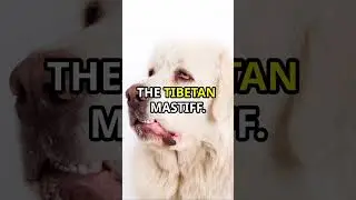 Top 5 Most Intimidating Dog Breeds!  #dog