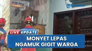 Detik-detik Monyet Lepas Buat Heboh Masjid Cakung, Sempat Ngamuk dan Gigit Warga Sebelum Dievakuasi