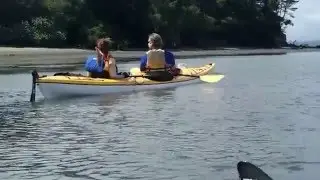 Tomales Bay Bat Rays