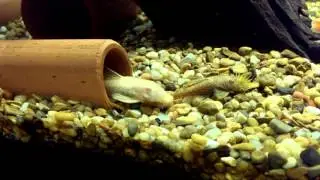 Bristle nose plecostomus breeding behavior