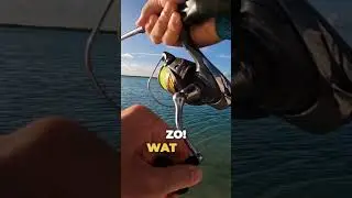 BIZARRE FISH in the MOST BEAUTIFUL PLACE on earth!