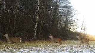 Red Deer Returning to the Forest Near Our Garden in Porąbka, Poland