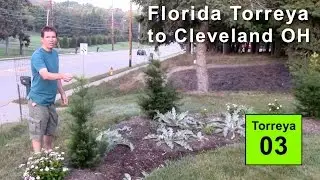 Torreya taxifolia assisted migration to Cleveland Ohio - 2014 report