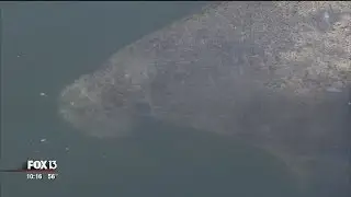 Chilly manatees flock to Apollo Beach