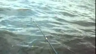 Catfish on custom rod