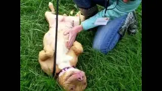 Adopt Cinnamon - City Dogs Cleveland!