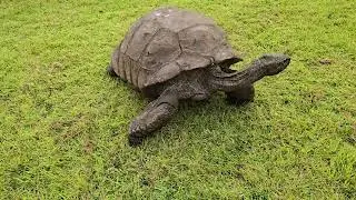 Jonathan the tortoise