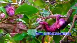 Million of breaking heart...The Poor Monkey BB newborn Was Left With No Milk After Born Few Hours