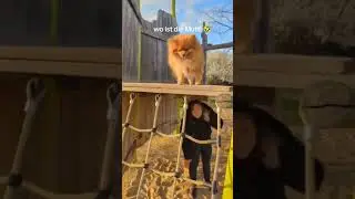 pomeranian als Suchhund #dog #pomeranian #pets #dogshorts #hund