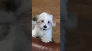 Please let me up there woof 🐶 #shorts #cute #boss #puppy #adorable #video #lover