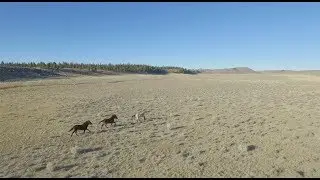 The Wild Horses of the Devil's Garden