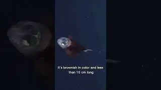 This Fish has a Transparent Head  #shorts