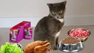 Кошка кушает под аристокрастическую музыку