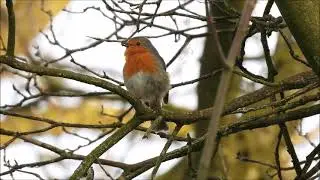 Zingende roodborst - Geluid roodborst - Singing robin