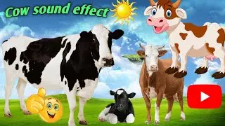 Cow sound