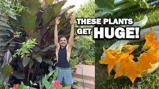 These Tropical Plants grow FAST in New York!